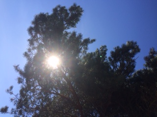 sun through trees